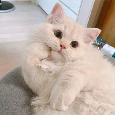 Jannat Mirza profile picture