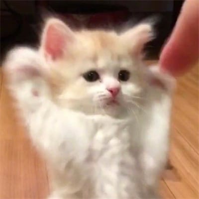 Shahid Afridi profile picture