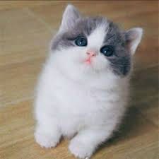 Imad Wasim profile picture